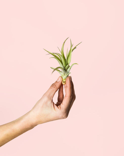 Tillandsia Multiflora Mini - Pur Plant