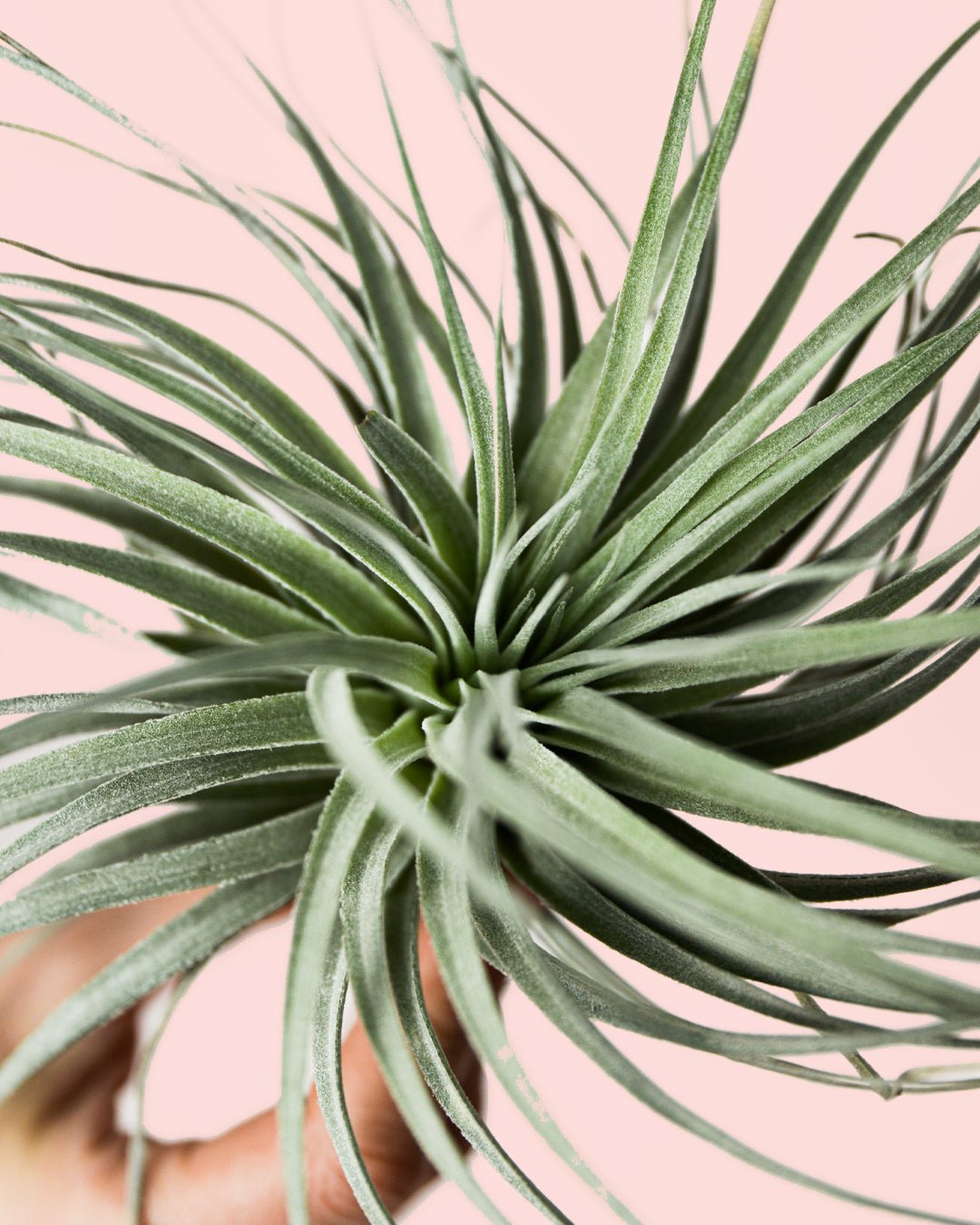 Tillandsia Super Silver - Pur Plant