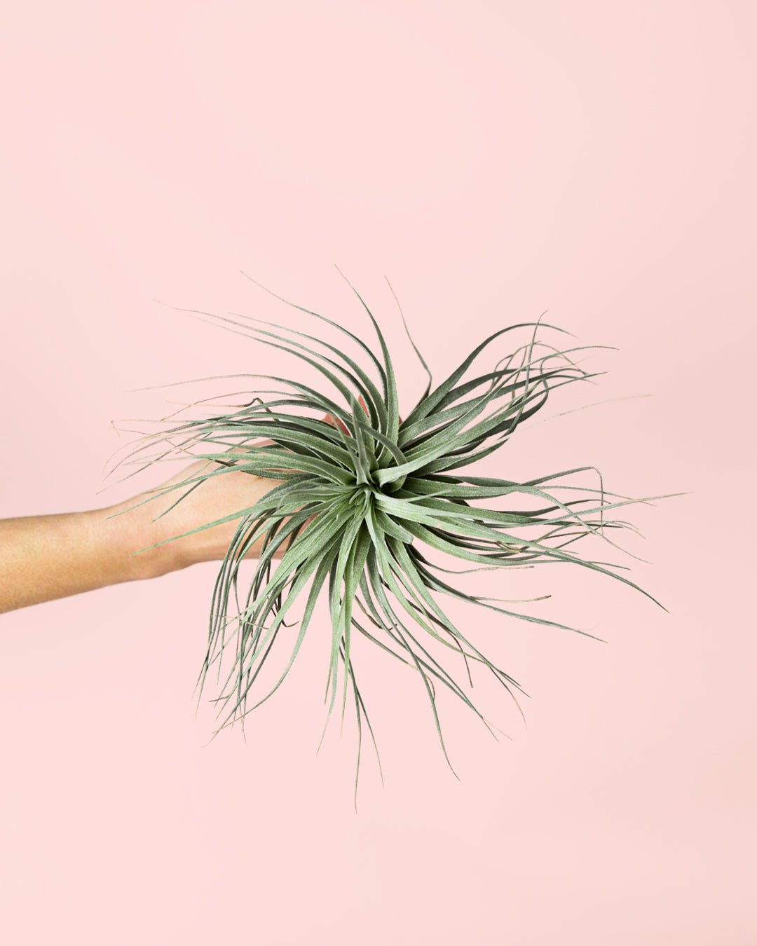 Tillandsia Super Silver - Pur Plant