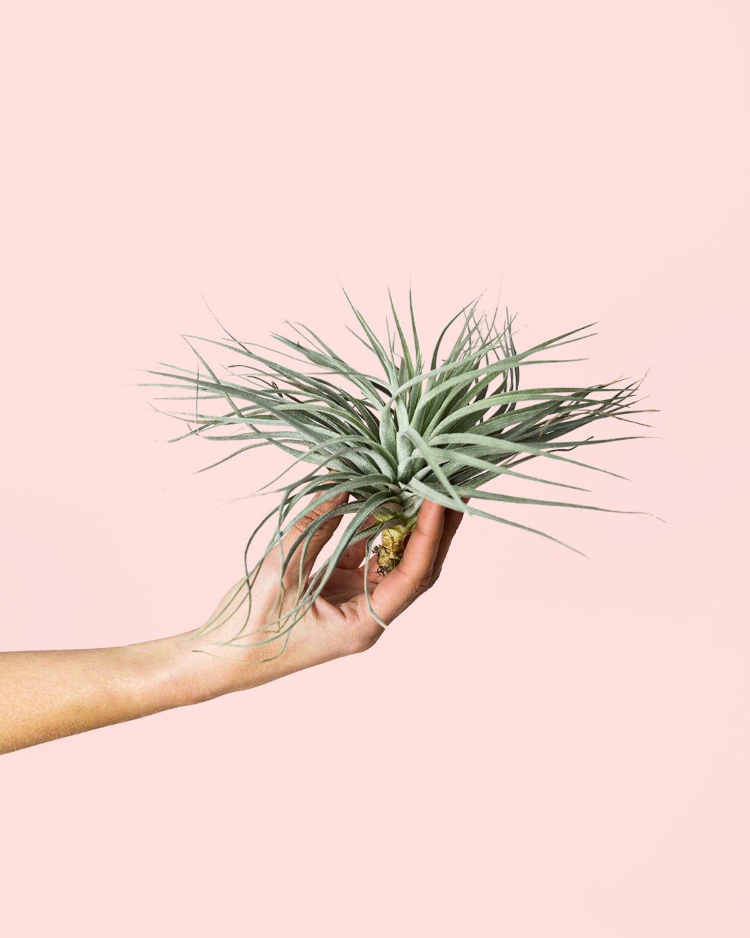 Tillandsia Super Silver - Pur Plant