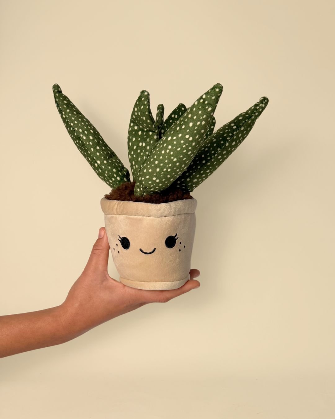 Toy Plant – Sansevieria - Pur Plant