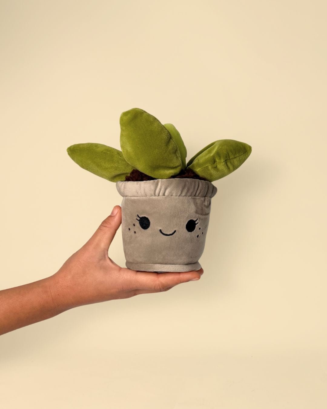 Toy Plant – Suculenta - Pur Plant