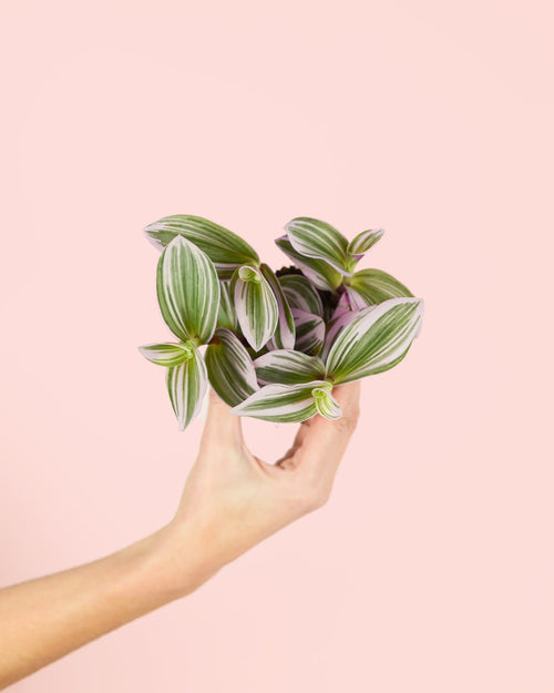 Tradescantia Nanouk Mini - Pur Plant