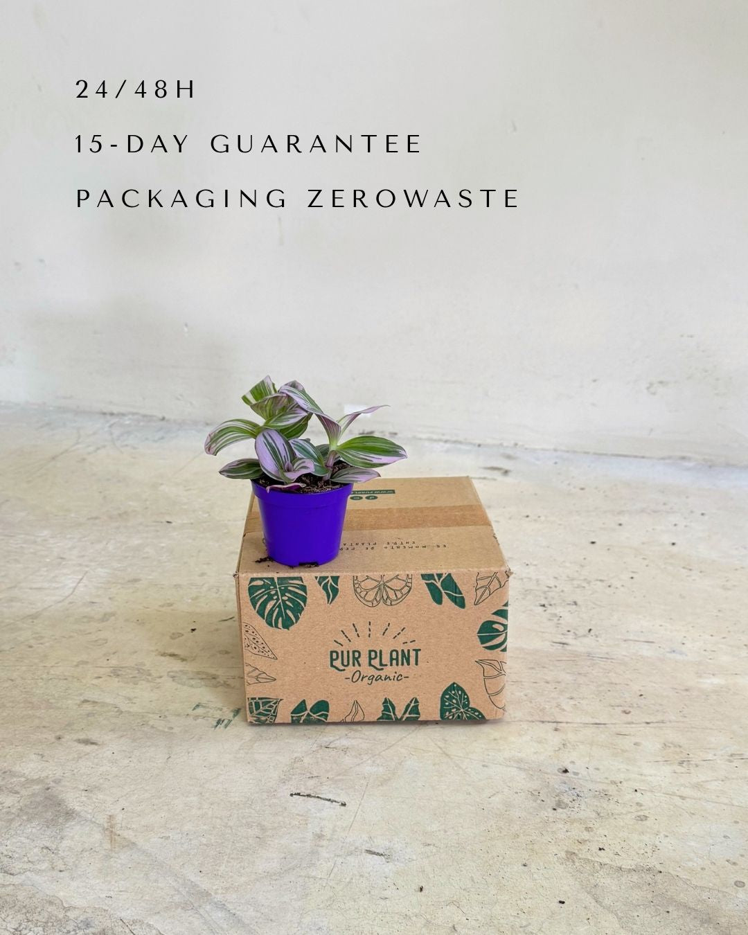 tradescantia-nanouk-mini-packaging