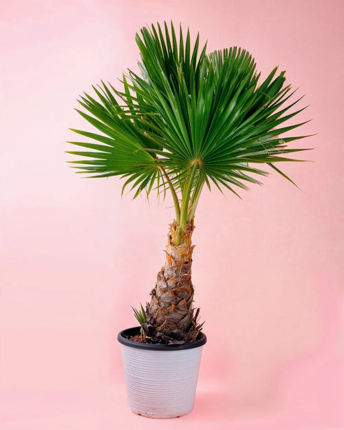 Washingtonia Robusta Palmera XXL - Pur Plant