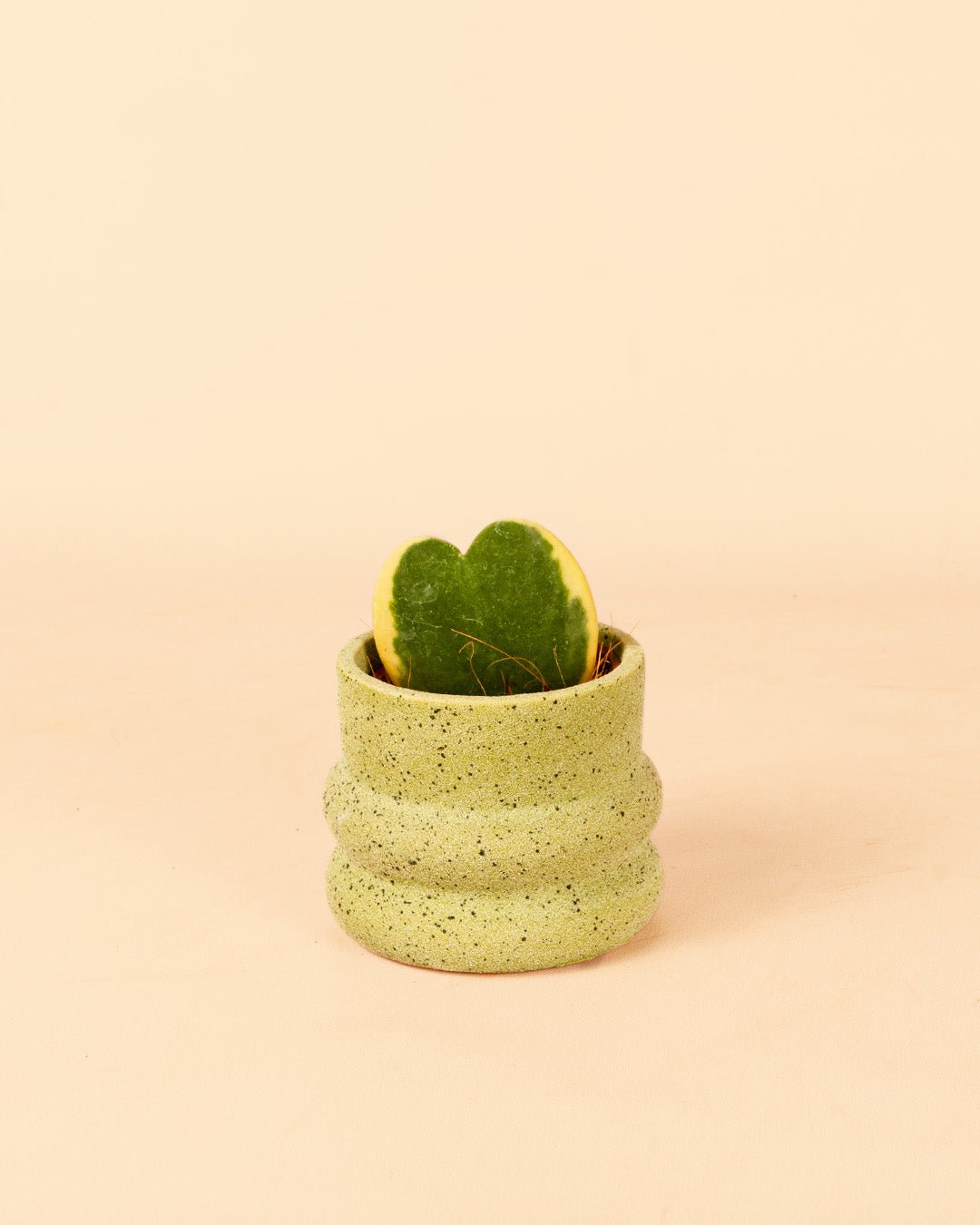 Wave – Mini Maceta Cerámica Green 6 cm - Pur Plant