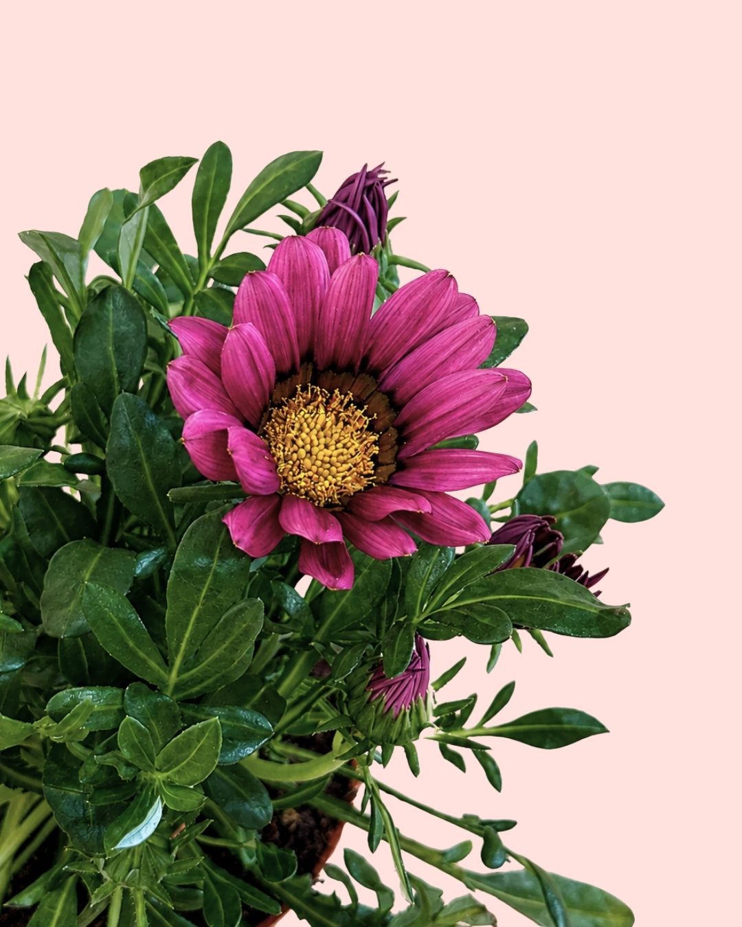 Gazanía - Flor do Tesouro Mix M
