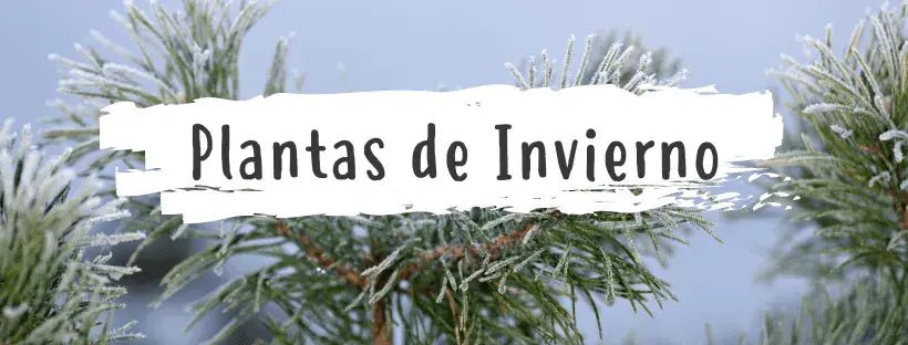 10 Plantas de Inverno Que Tem de Ter