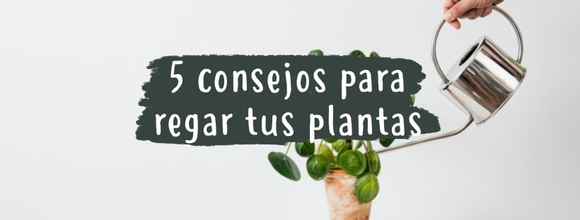 5 dicas para regar as suas plantas de interior