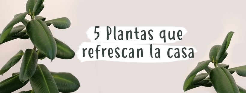 5 Plantas Para Refrescar A Casa