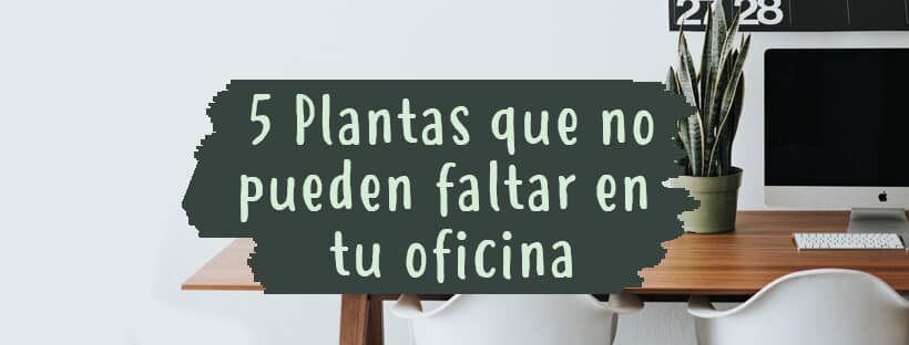 Melhores Plantas Para o Seu Escritório