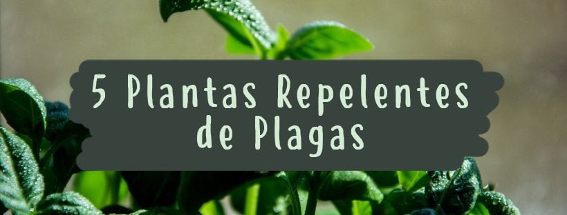5 Plantas Repelentes de Pragas