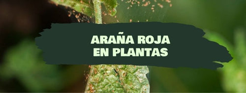 Aranha Vermelha nas Plantas: Como Eliminar a Praga