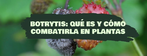 Botrytis: O que é e como combatê-la nas plantas