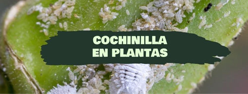 Cochonilha Nas Plantas - Como Eliminá-la