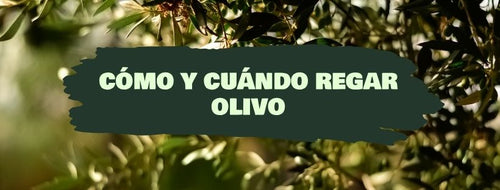 Cómo y Cuándo Regar Un Olivo