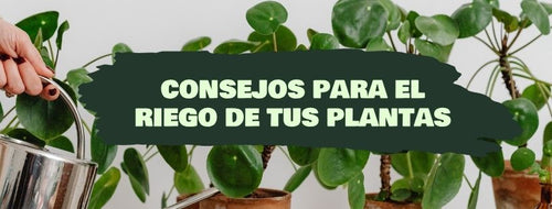 5 dicas para regar as suas plantas de interior
