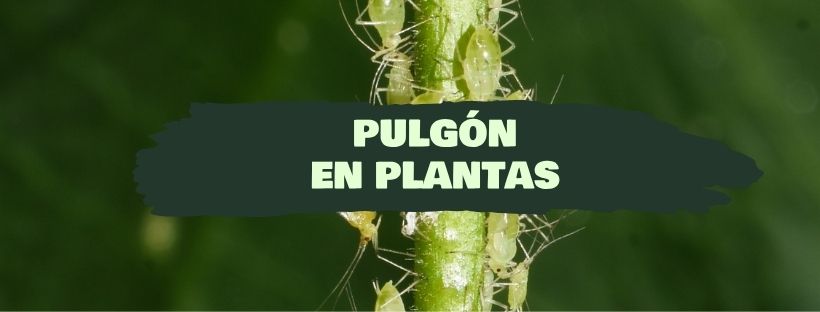 Pulgões em Plantas - Como Eliminar o Pulgão