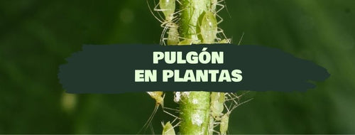 Pulgões em Plantas - Como Eliminar o Pulgão
