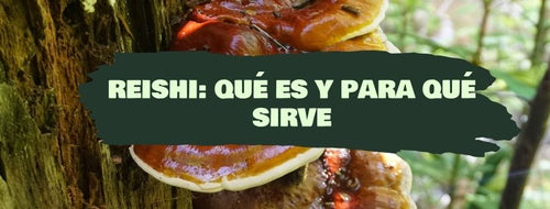 Reishi: O Que É E Para Que Serve