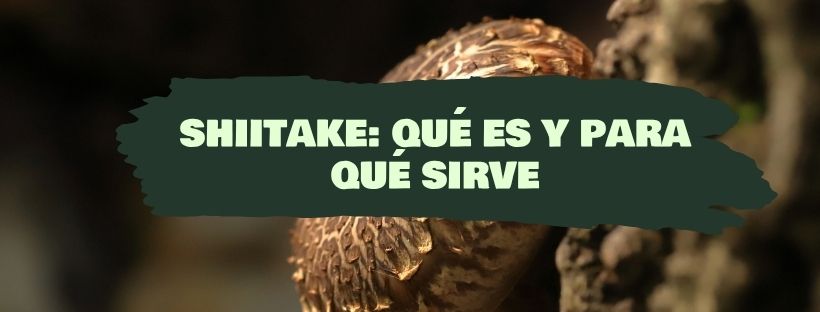 Shiitake: O Que É E Para Que Serve