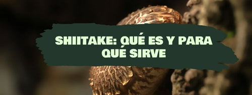 Shiitake: O Que É E Para Que Serve