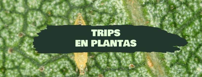 Trips em Plantas: Como Combater a Praga