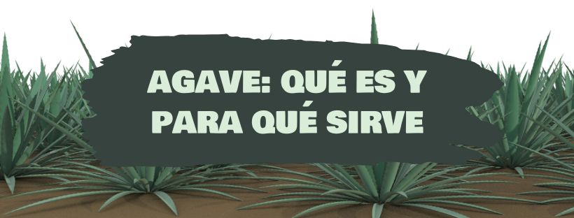 Agave: O que é e para que serve