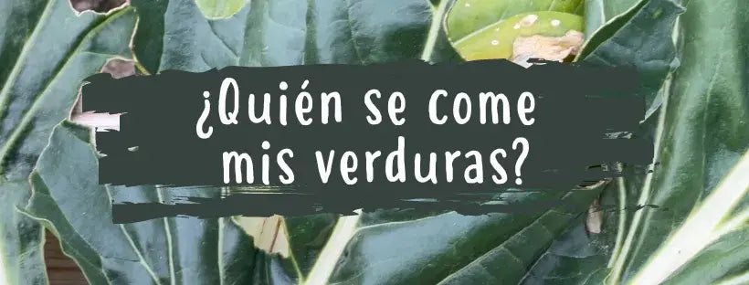 Buracos nas Folhas das Plantas: Quem Está a Comer os Meus Legumes?