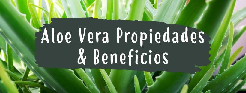 Aloé Vera: Propriedades e Benefícios