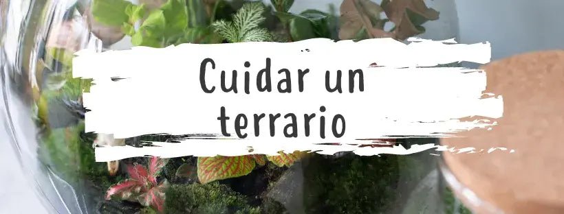 Aprende A Projetar E Cuidar Do Teu Terrário