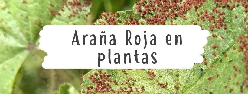 Aranha Vermelha nas Plantas: Como Eliminar a Praga