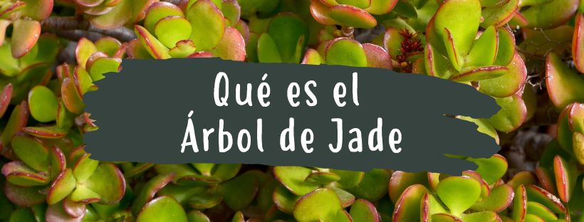 Planta-Jade: O Que É E Para Que Serve