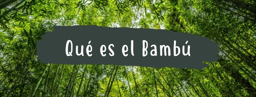 Bambu: O Que É e Quais São As Suas Partes