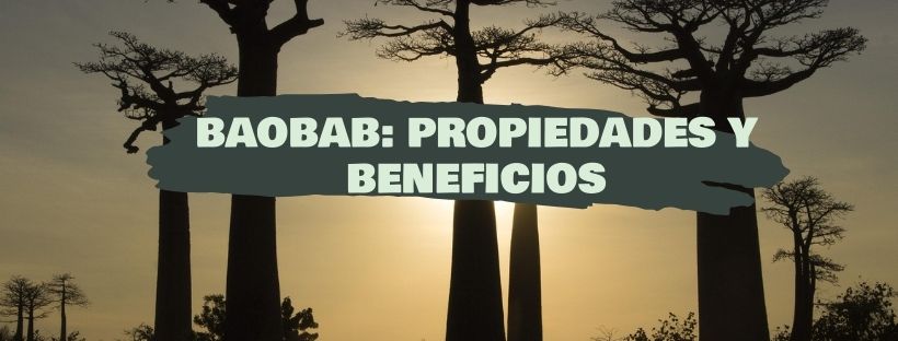 Baobá: O Que É, Propriedades E Benefícios