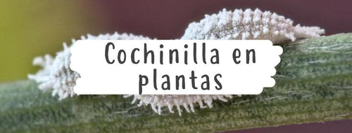 Cochonilha Nas Plantas - Como Eliminá-la