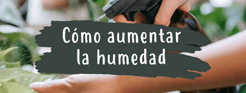 Como Aumentar a Humidade Ambiental Para as Suas Plantas