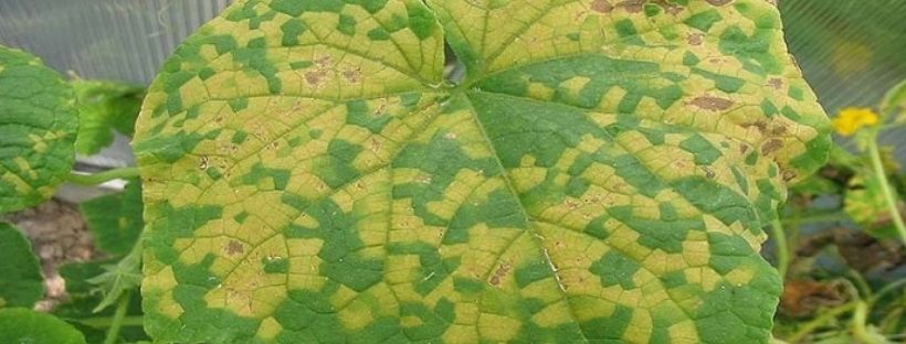 Como Combater O Míldio Nas Plantas