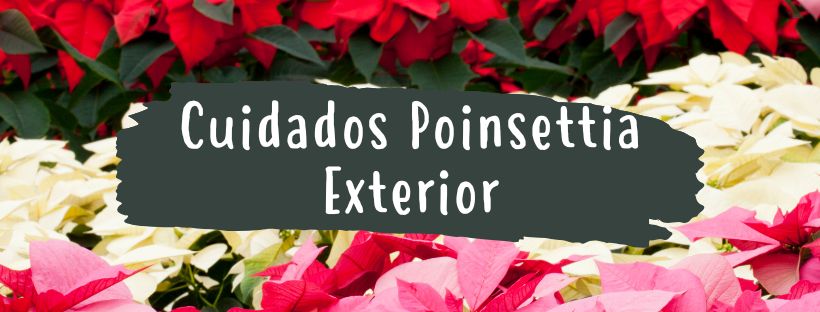 Como Cuidar um Poinsétia no Exterior