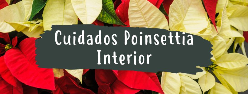 Como Cuidar um Cacto de Natal em Interiores