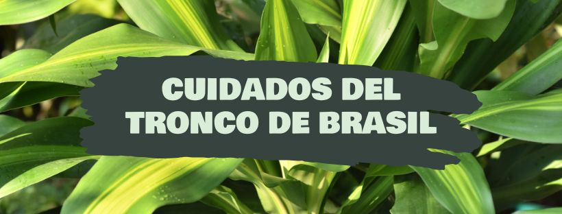 Como Cuidar da Planta Tronco-do-Brasil