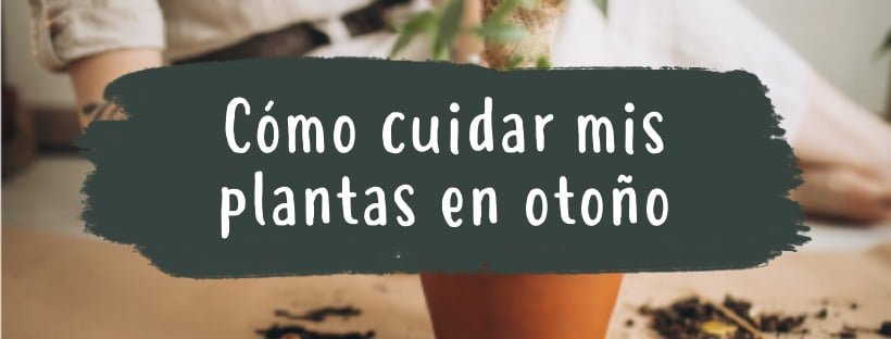 Como Cuidar As Minhas Plantas No Outono