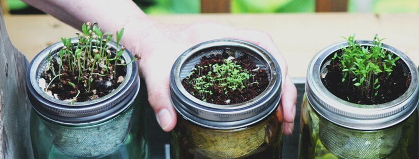 Como Cultivar Vegetais e Legumes em Casa