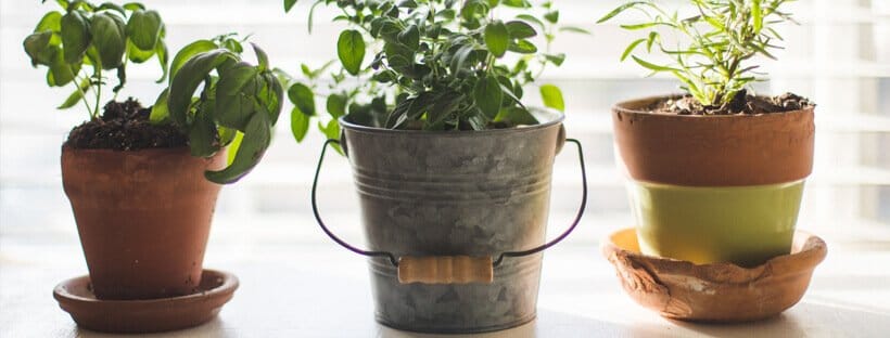 Como Cultivar Frutas e Legumes em Vasos