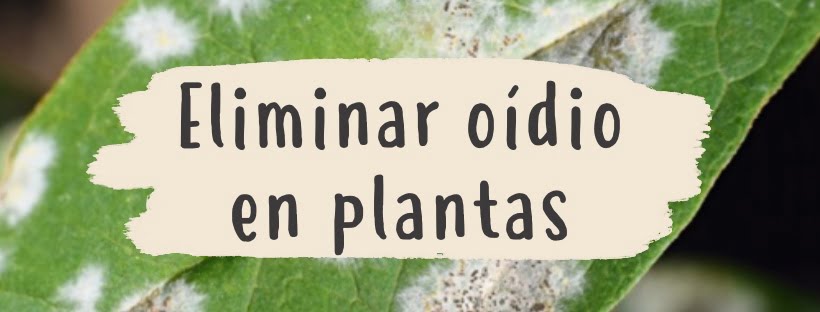 Como Eliminar o Oídio Nas Plantas