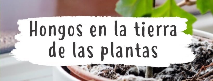 Como Eliminar Fungos Na Terra Das Plantas