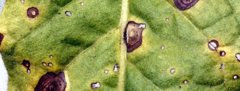 Como Eliminar a Antracnose em Plantas