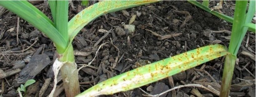 Como Eliminar A Ferrugem Do Alho E Outras Plantas