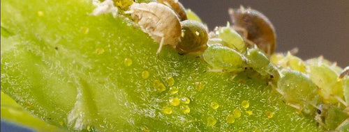 Como Eliminar Pragas das Plantas