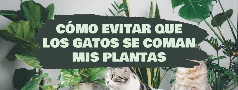 Como Evitar Que os Gatos Comam as Minhas Plantas